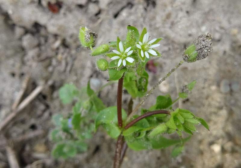 Stellaria media - Caryophyllaceae